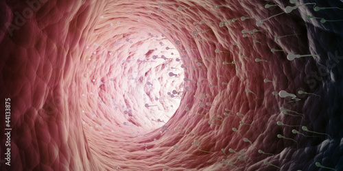 Ilustração : Sperm cells inside ductus deferens Sperm cells inside ductus deferens