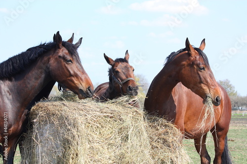 Photo: Horse herd eating hay Horse herd eating hay