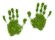 Palm grass patch