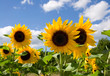 Sonnenblumen