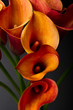 Orange Calla lily (Zantedeschia aethiopica) over black