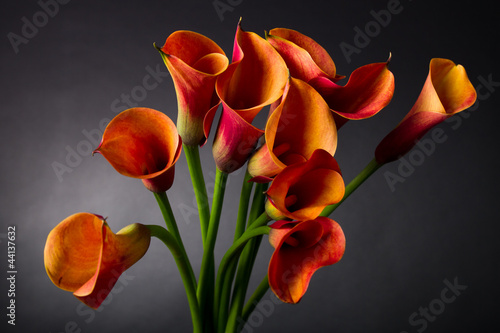 Photo: Orange Calla lily (Zantedeschia aethiopica) over black Orange Calla lily (Zantedeschia aethiopica) over black
