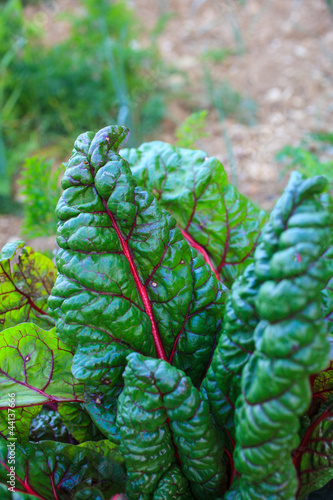 Photo: Chard leaves Chard leaves