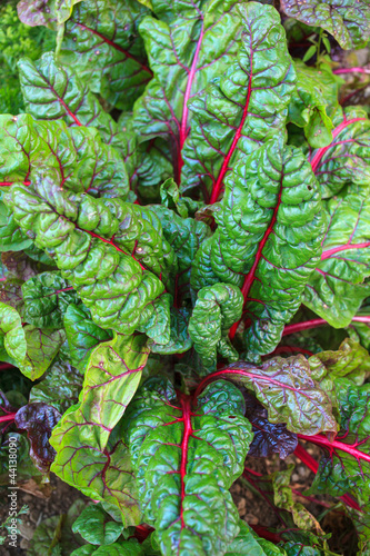 Photo: Chard leaves Chard leaves