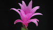 time-lapse view of the opening of a delicate pink zygocactus