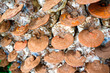 Photo: Lingzhi mushrooms Lingzhi mushrooms