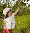 Girl picking apple