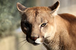Puma ( felis concolor) 