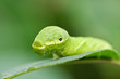 Caterpillar (Papilio dehaanii) on a leaf with selected focus