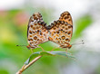 Mating butterflies (Polygonia c-aureum) on blurry background.