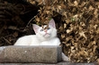gattino in autunno