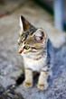 Small gray kitten