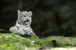 Schneeleopard Jungtier