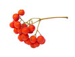 Ashberries