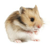 Hamster