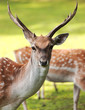 Photo: Large whitetail buck Large whitetail buck