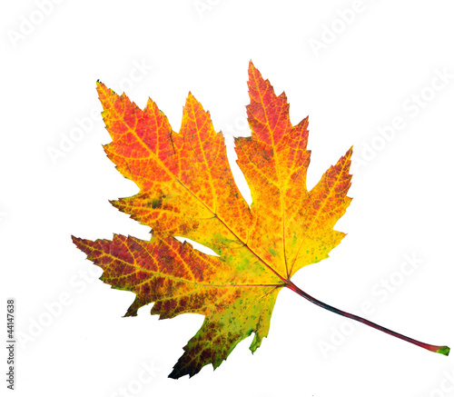 Foto: Farbe des Herbstes: Ahornblatt Farbe des Herbstes: Ahornblatt