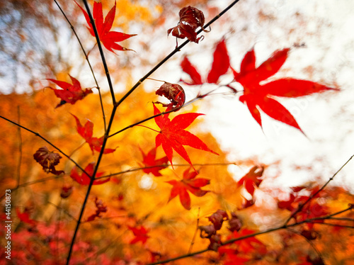 Photo: Herbstzeit Herbstzeit