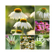 Echinacea Collage