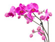 orchid flowers