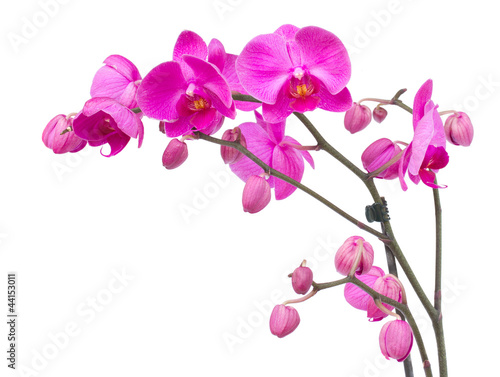 Photo: orchid flowers orchid flowers