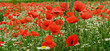 Roter Klatschmohn