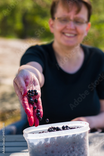 Photo: Selecting blueberries Selecting blueberries