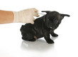 microchipping puppy