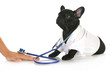 veterinary care