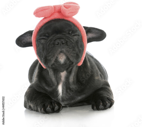Photo: cute puppy cute puppy