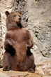 Brown BEar Sitting Full Size