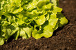 Fresh Lettuce in the Garden (side view)