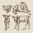 animals