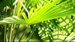 Video: Green and bright palm leaves in the wind Green and bright palm leaves in the wind