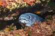 Photo: Unterwasserwelt: Mittelmeer, Elba Unterwasserwelt: Mittelmeer, Elba