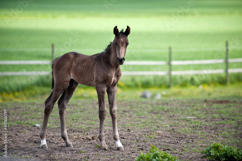 Photo: Young and proud foal in the Swedish countryside Young and proud foal in the Swedish countryside
