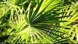 Video: Green and bright palm leaves on blured background Green and bright palm leaves on blured background