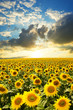 blooming sunflowers