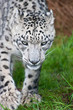Beautiful portrait of Snow Leopard Panthera Uncia big cat