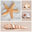 Seestern Und Muscheln