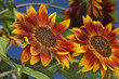 Sunflower in the morning