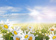 Summer: Field of daisy flowers with blue sky and clouds