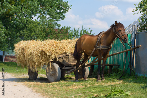 Photo: Horse with a cart loaded hay Horse with a cart loaded hay