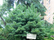 Foto: Abies lasiocarpa 'Arizonica Compacta' Abies lasiocarpa 'Arizonica Compacta'