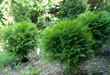 Foto: Thuja occidentalis 'Selena' Thuja occidentalis 'Selena'