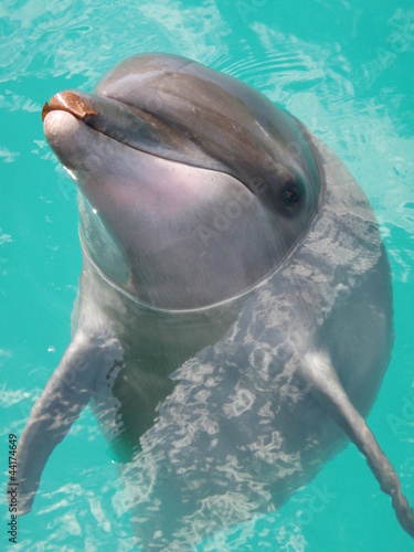 Photo: Dolphin, Palau, Rock Islands, Oceania Dolphin, Palau, Rock Islands, Oceania