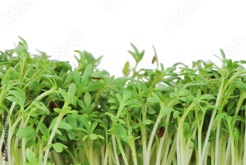 Photo: Isolated Watercress Sprouts Isolated Watercress Sprouts