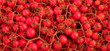 Pomodoro, ciliegino