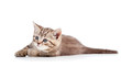 cute cat kitty over white background