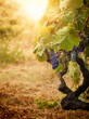 Vineyard in autumn harvest